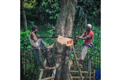 Two men cutting down a tree.